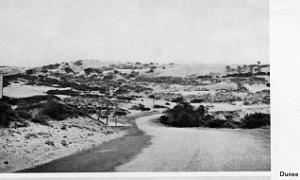 CAP FALCON  (26)